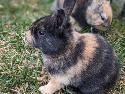 Baby Harlequin Bunny Rabbits