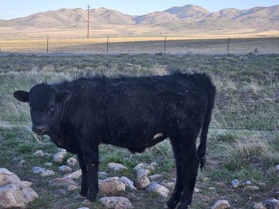 Longhorn Angus heifer