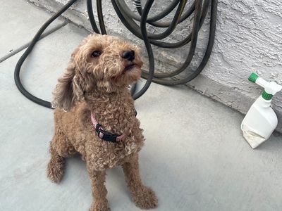 Moyen Poodle Breeding pair (Male & Female, beautiful puppies,see pictures)