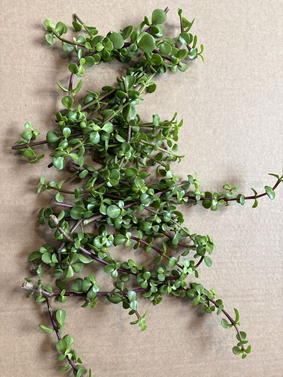 MinI jade (P. afra) cuttings FREE
