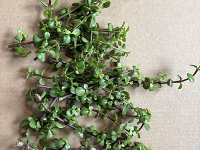 MinI jade (P. afra) cuttings FREE