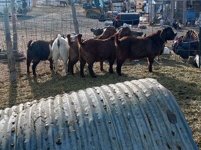 Yearlings Boer Billy's