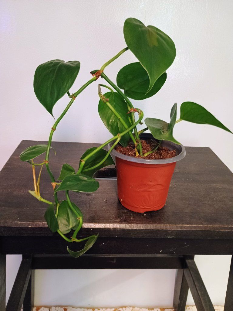 Sweetheart philodendron plant. 3" nursery pot.