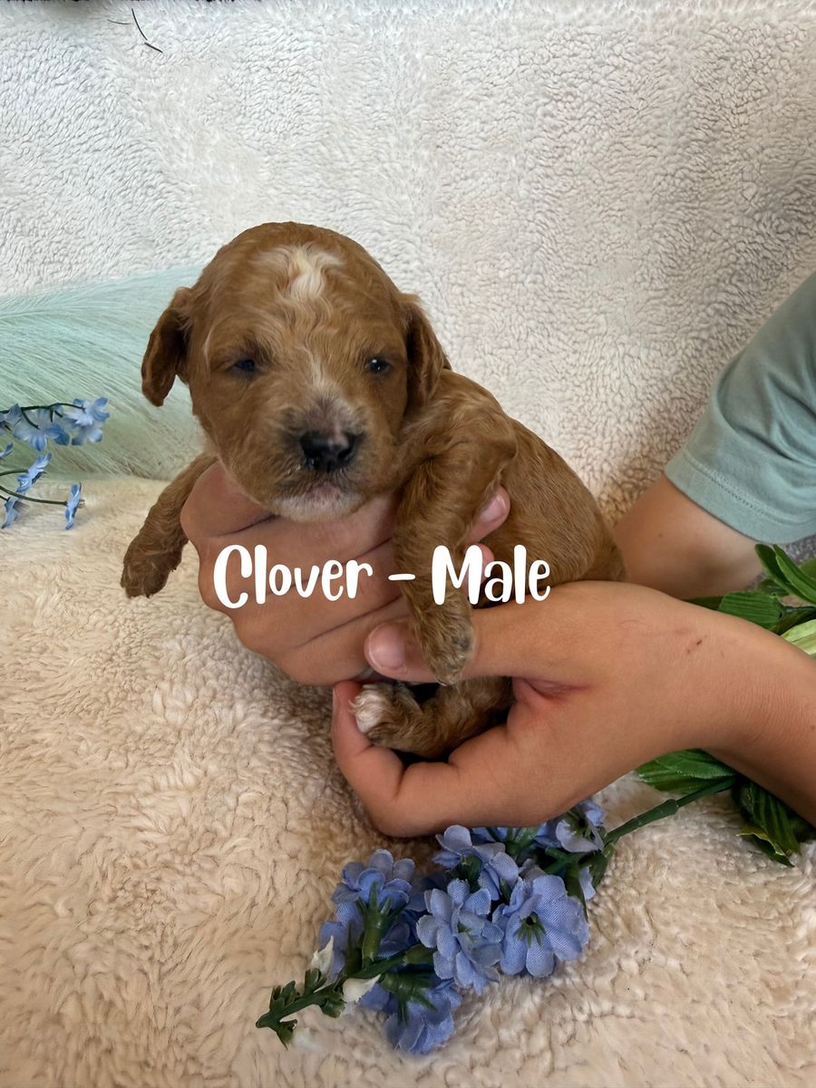 Mini Goldendoodle Puppies