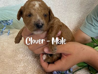 Mini Goldendoodle Puppies