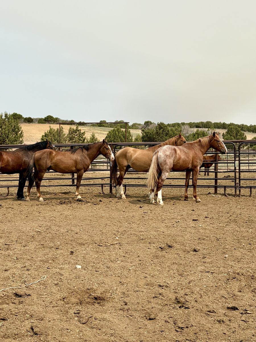 Nice colts