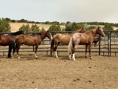 Nice colts