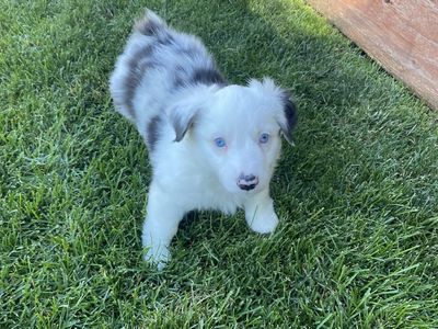 Mini Aussie corgi