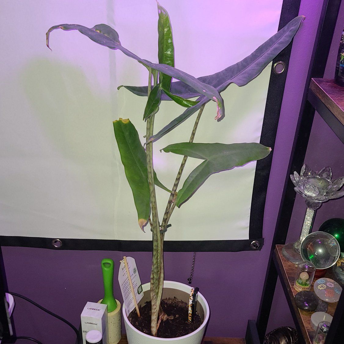 Mystic Jungle Cat Live Plant