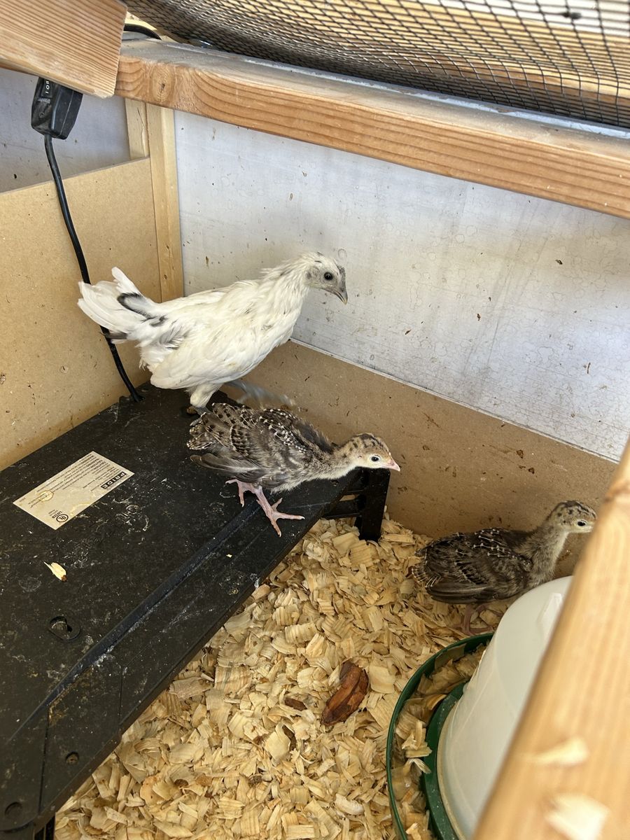 Zombie Pullets