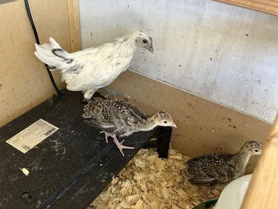 Zombie Pullets
