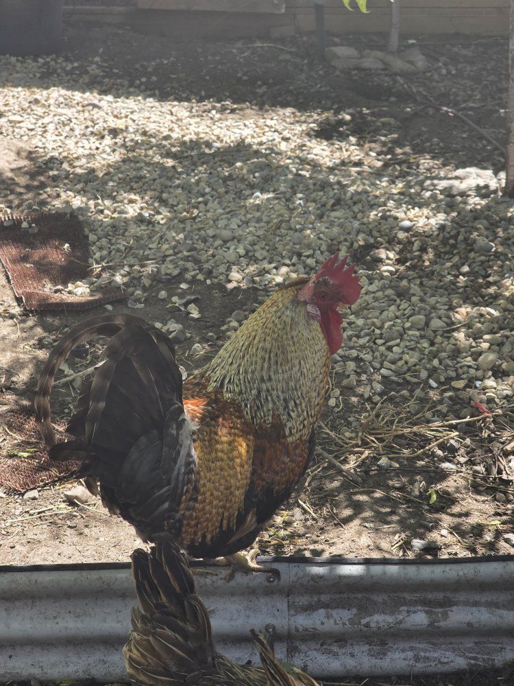 Beautiful Rooster for Sale - Vibrant Plumage, Healthy Farm Bird