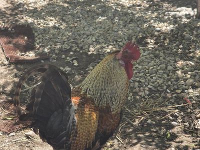 Beautiful Rooster for Sale - Vibrant Plumage, Healthy Farm Bird