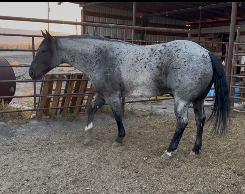 8 Year Old Blue Roan AQHA Gelding