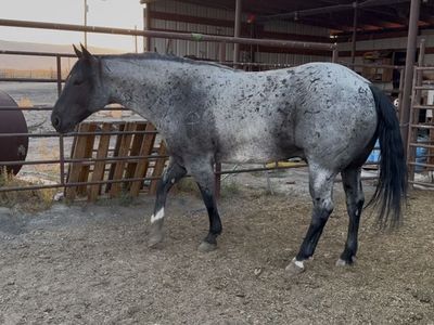 8 Year Old Blue Roan AQHA Gelding
