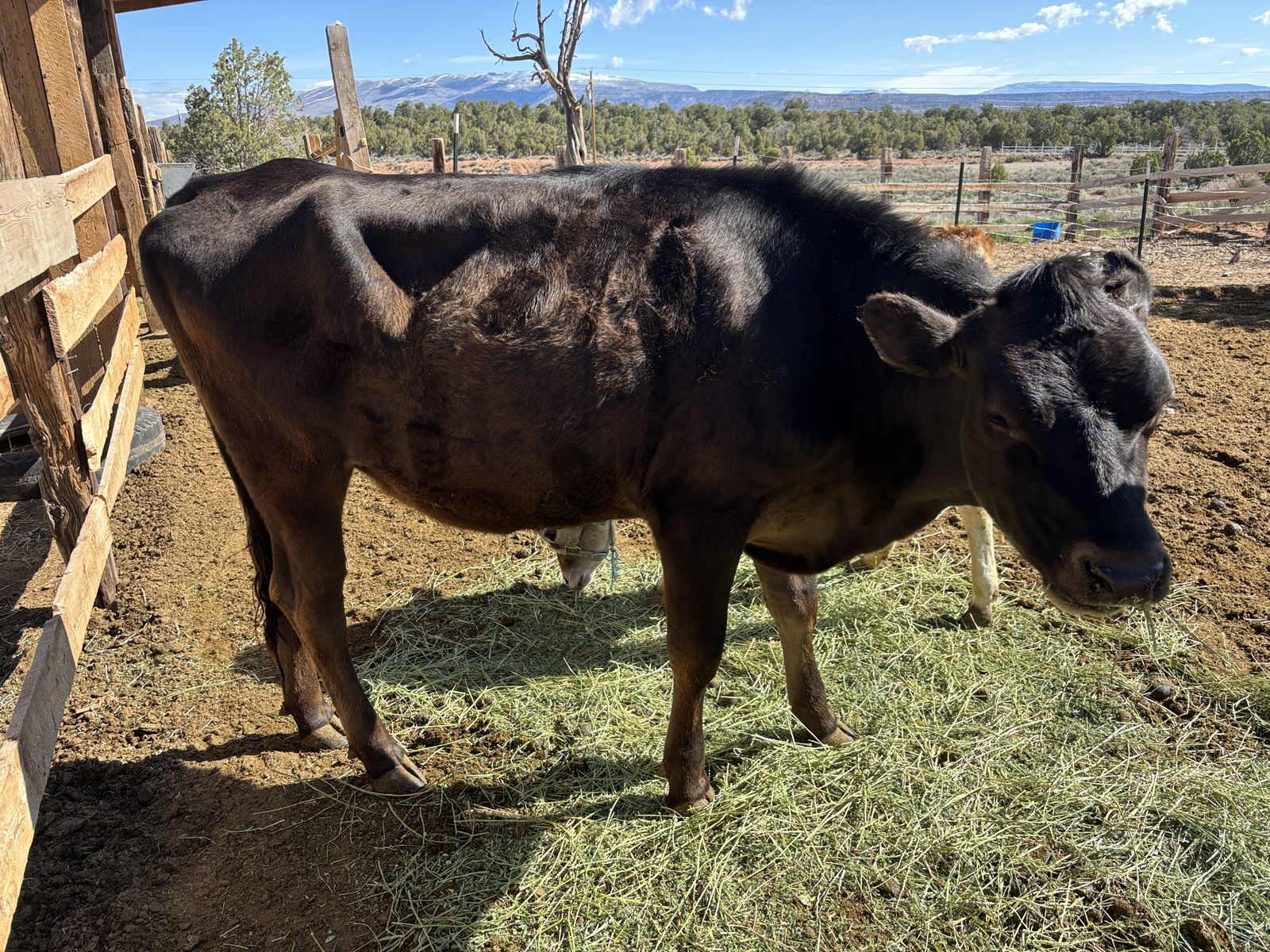 Honey – Gentle Family-Raised Jersey Cross Heifer