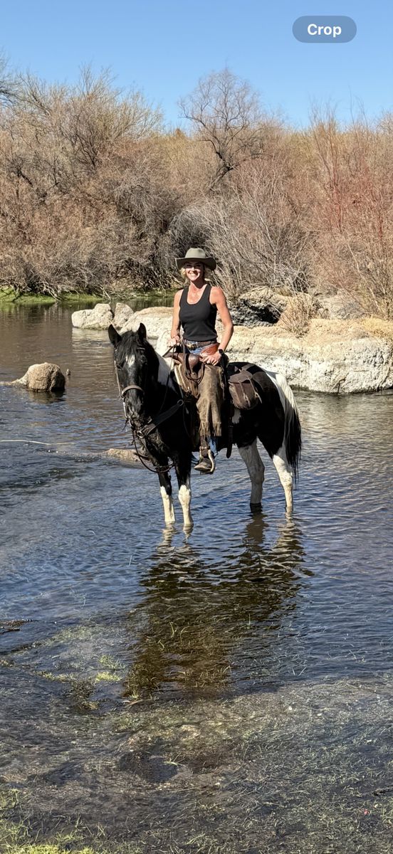 Gaited Spotted Saddle Horse Mare
