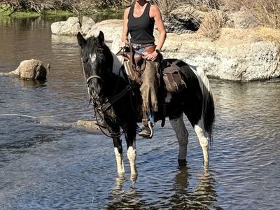 Gaited Spotted Saddle Horse Mare