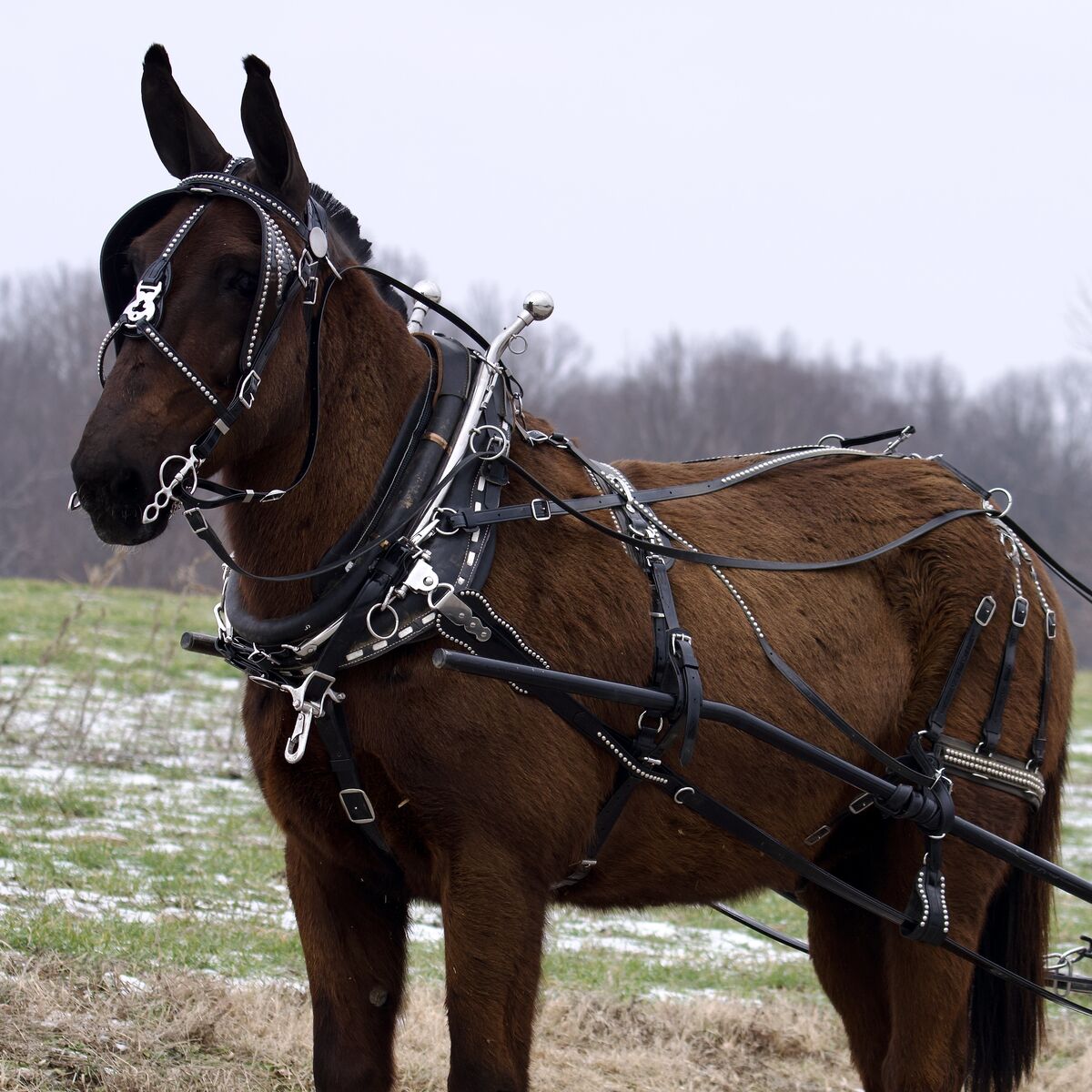 Hudson – 16 Hand Draft John Mule for Sale | Beginner Safe Driving Mule