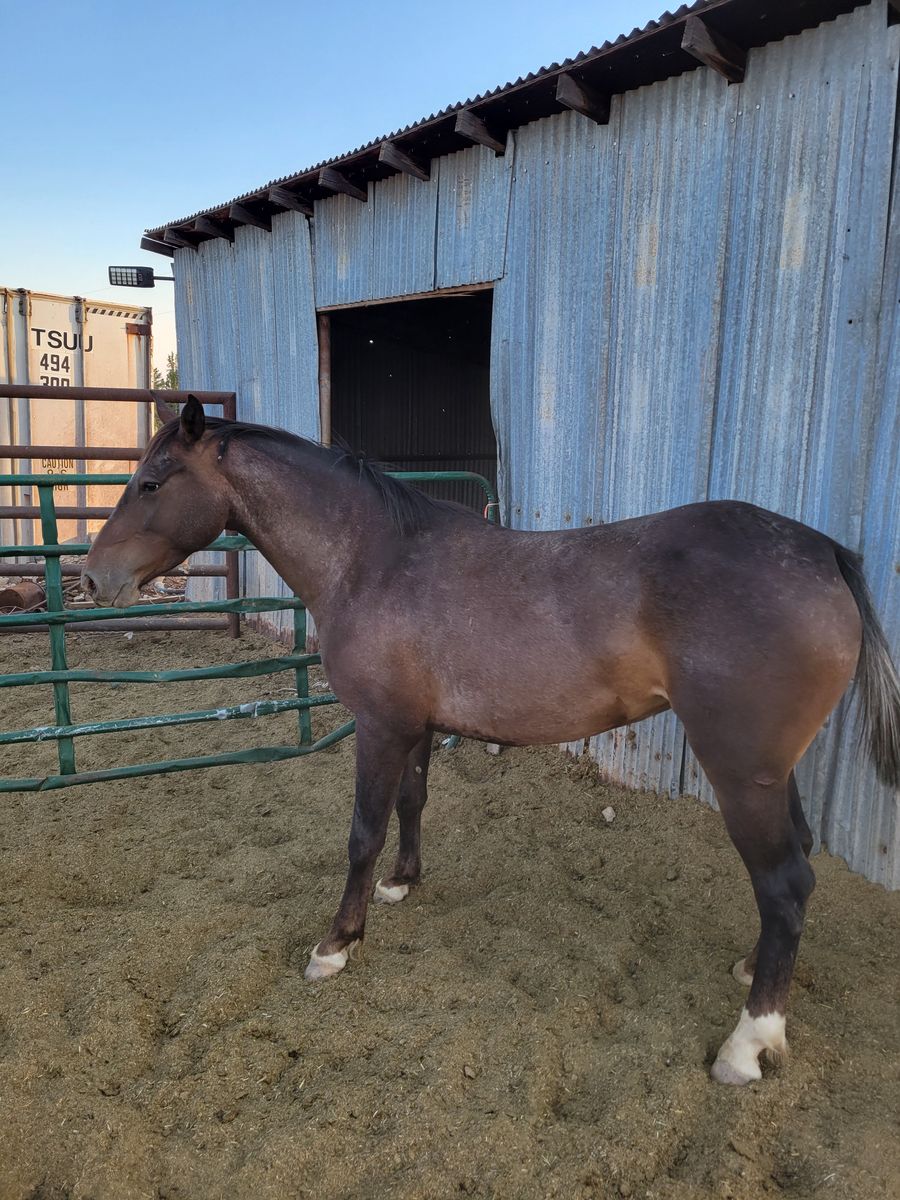 Bred mare