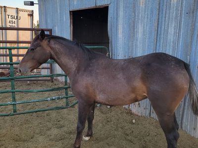 Bred mare