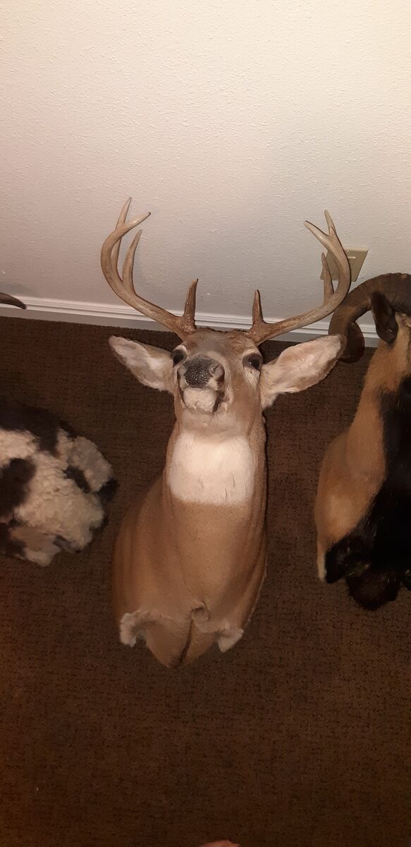 White Tail Deer Mount
