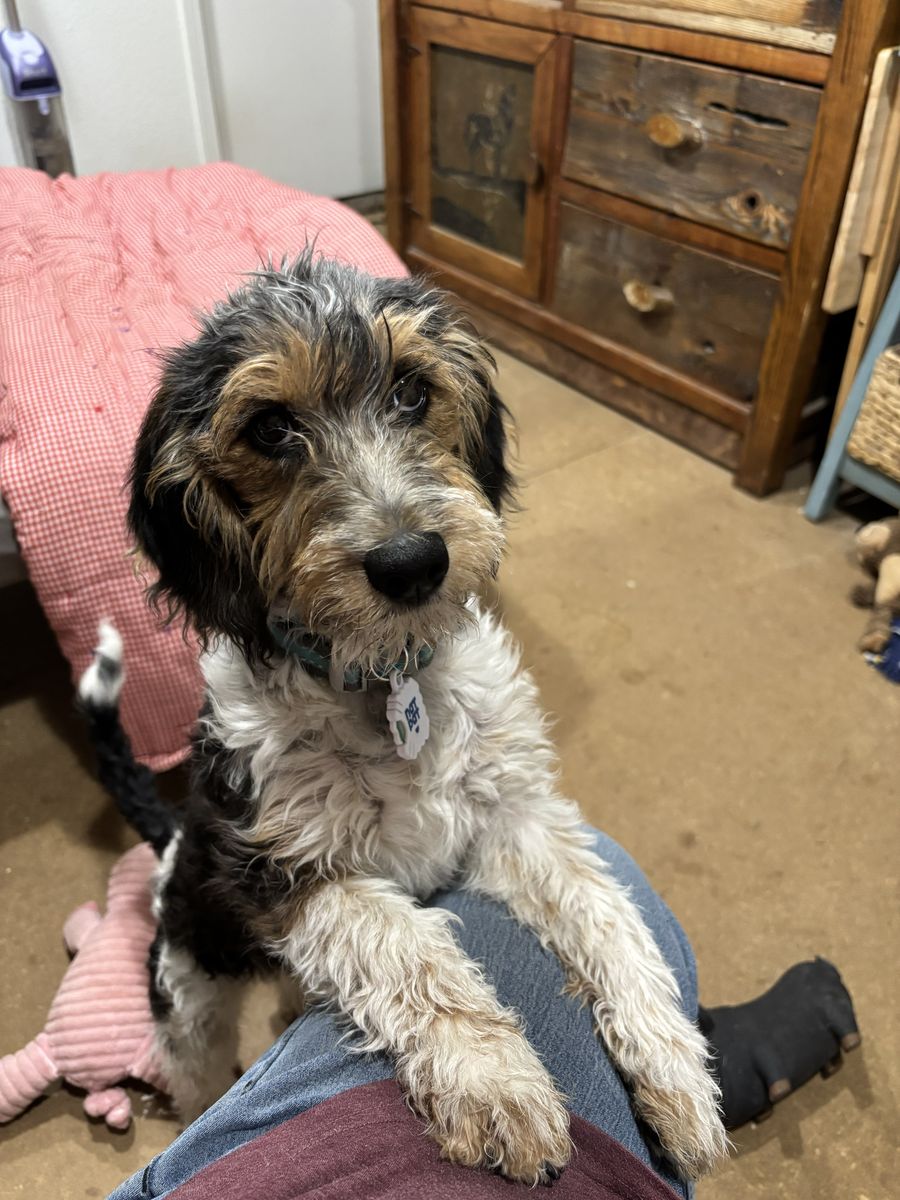 Poodle Beagle mix female puppy