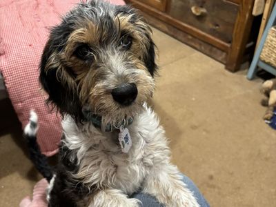Poodle Beagle mix female puppy