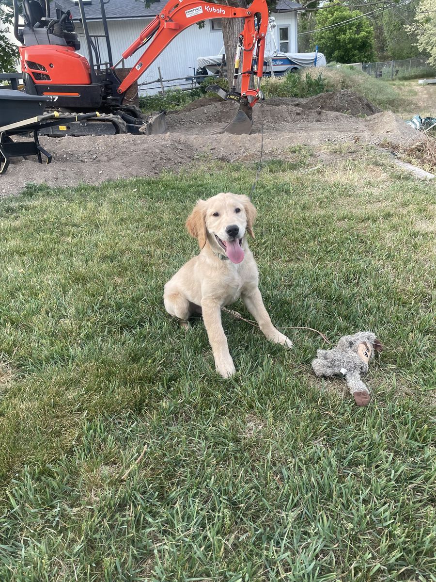 Male golden retriever puppy