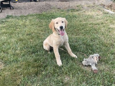 Male golden retriever puppy