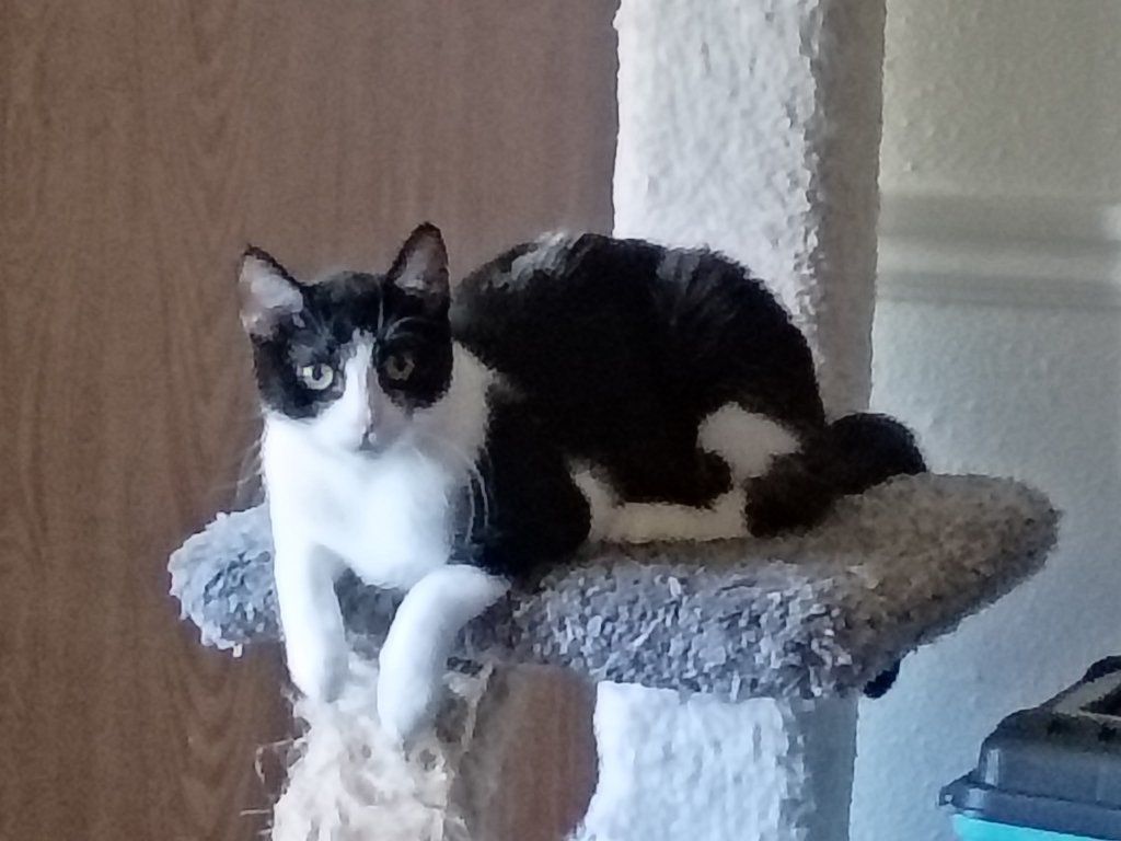 sweet kitty to good home