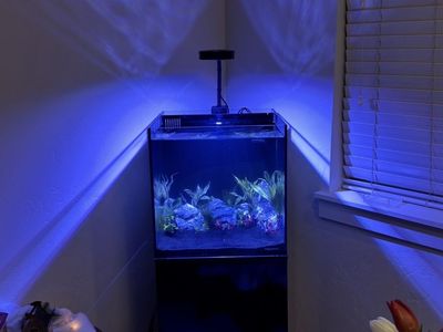 25 gal tank with over the back sump rimless