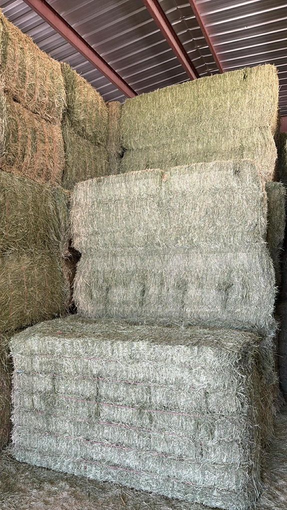 Second Crop Alfalfa