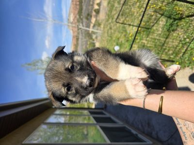 husky/German shepherd pups