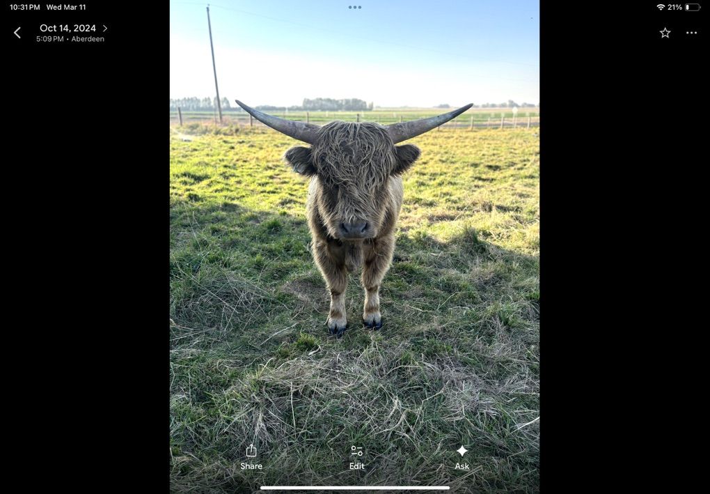 AHCA Scottish Highland Bull