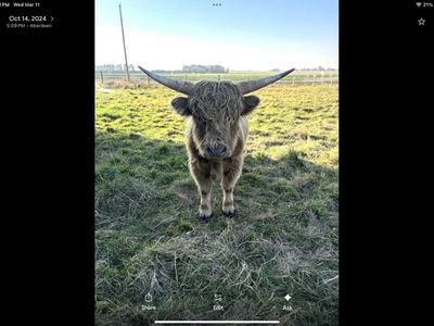 AHCA Scottish Highland Bull