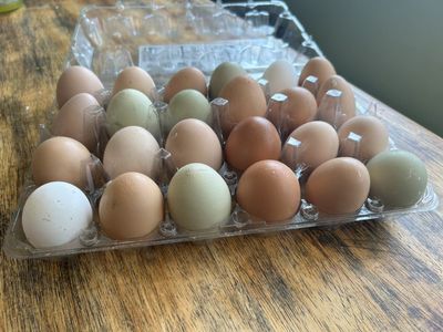 Farm Fresh Chicken Eggs