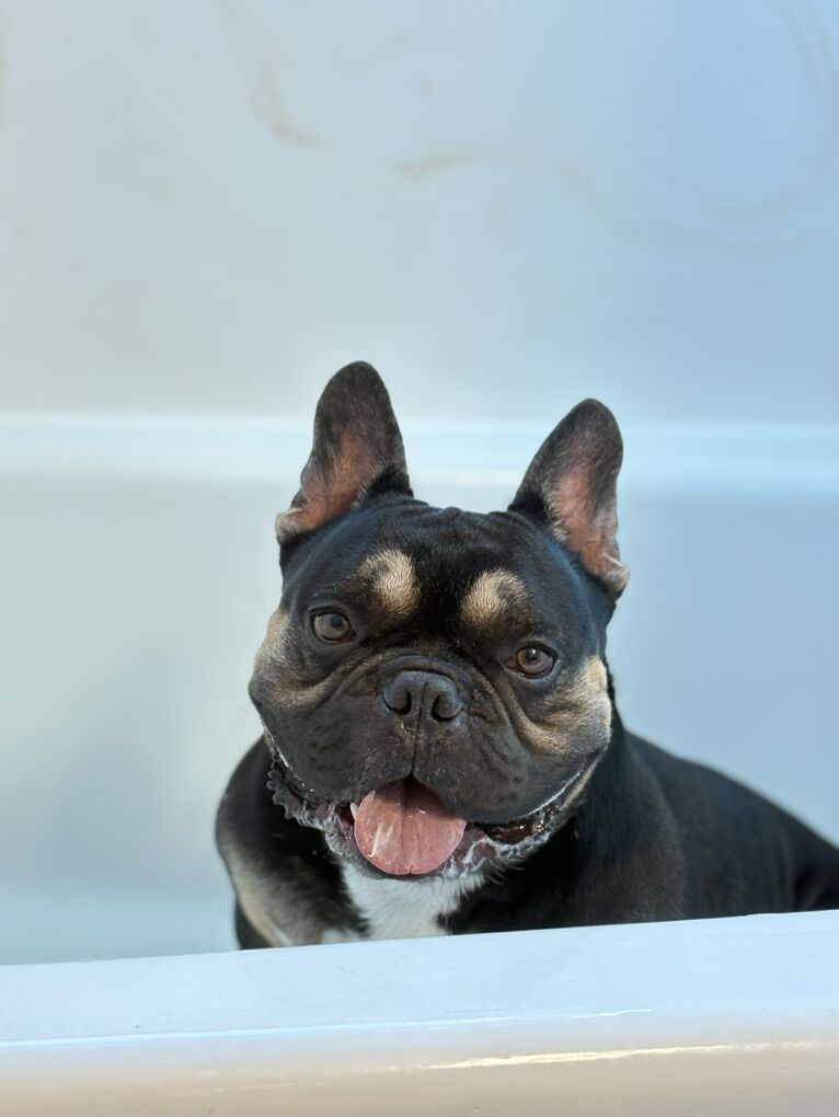French bulldog male