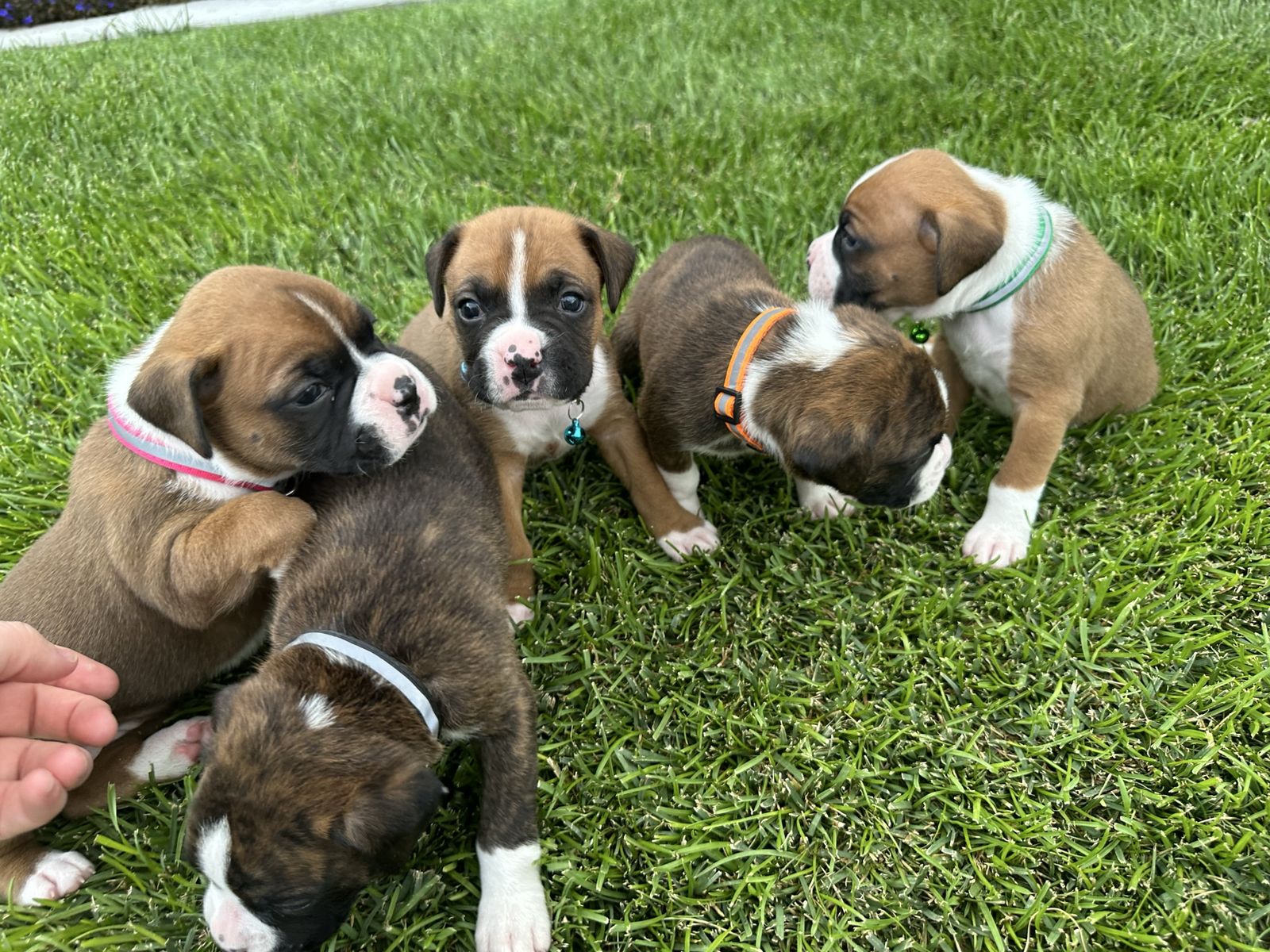 Boxer Puppies – Ready for Their Forever Homes August 26