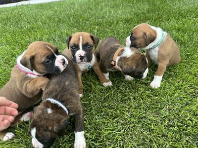 Boxer Puppies – Ready for Their Forever Homes August 26
