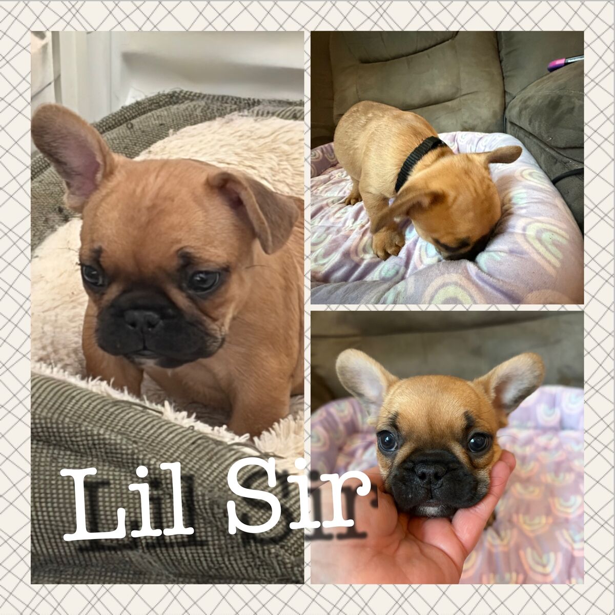 French Bulldog Puppies; Frenchie Puppies