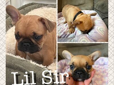 French Bulldog Puppies; Frenchie Puppies