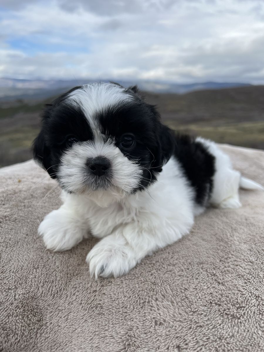 Purebred male Shih Tzu puppies