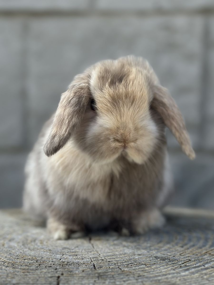 Chocolate Harlequin Holland Lop Baby Boy