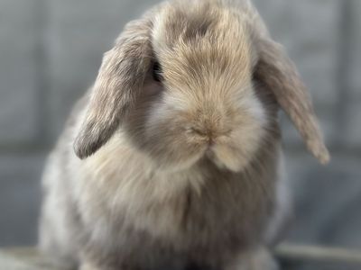Chocolate Harlequin Holland Lop Baby Boy