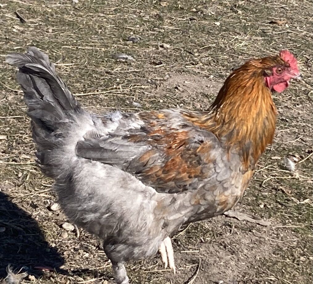 Blue Copper Marans Rooster 6 Months Old