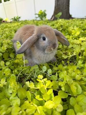 Holland Lop mix Bunnies