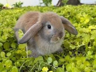 Holland Lop mix Bunnies