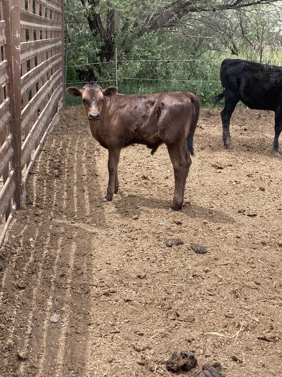 jersey/corriente roping calf
