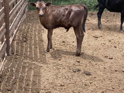 jersey/corriente roping calf